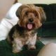 Buddy the Yorkshire Terrier