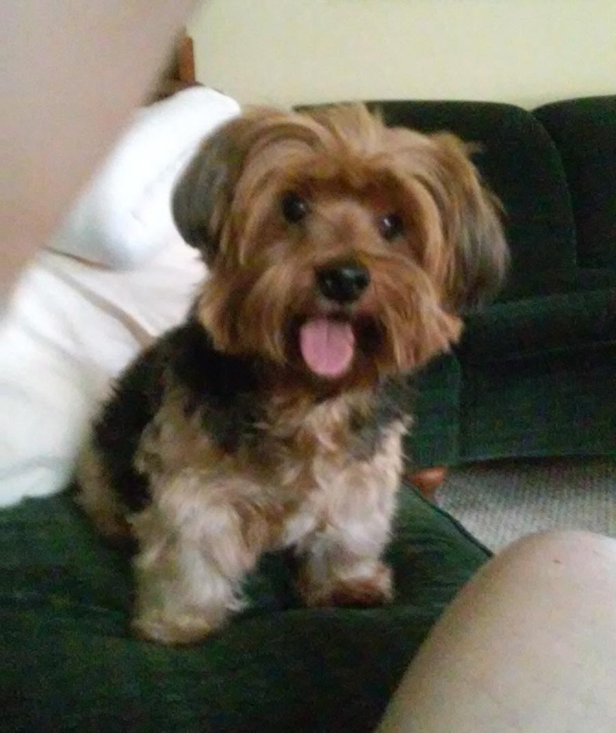 Buddy the Yorkshire Terrier