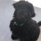 Moose the Goldendoodle