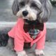 Polo the Shih Tzu, Poodle Mix