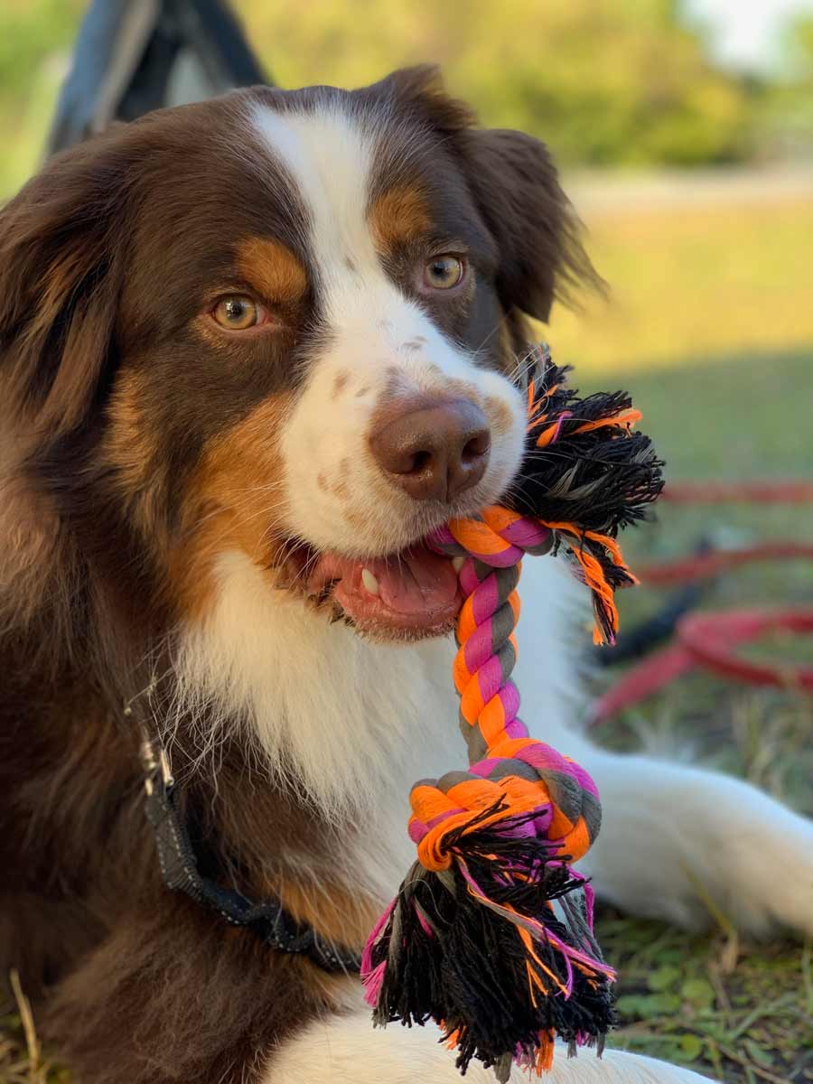 Ronin the Australian Shepherd