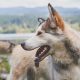 5 Foods To Avoid For A Healthier Dog In 2019
