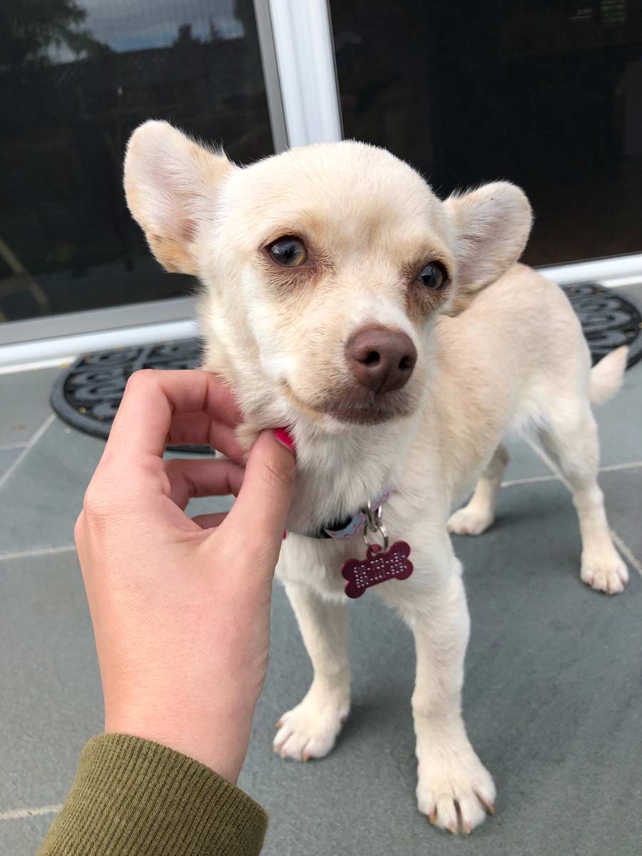 Cricket the Chihuahua Mix