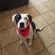 Oreo the Mixed Breed