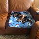 Pepito the Dachshund Mix