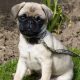 Teddy the Pug