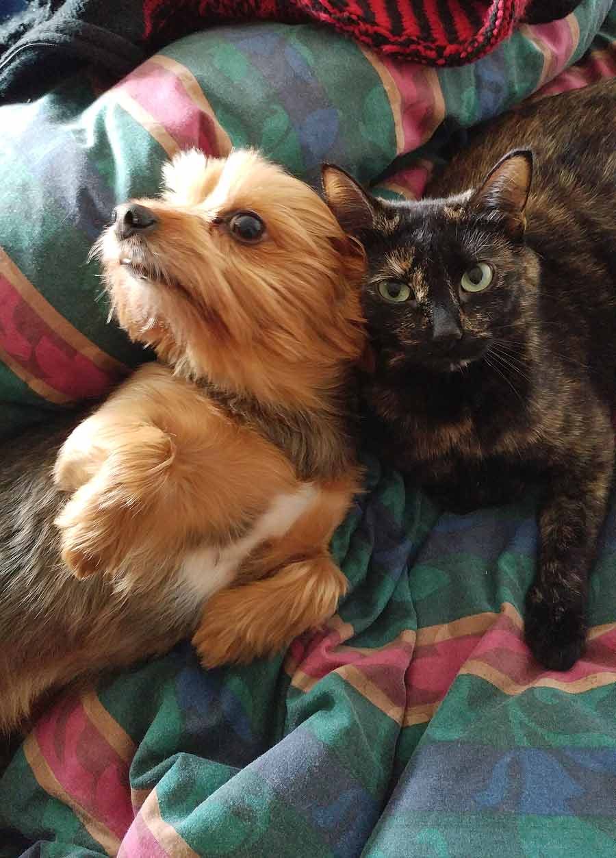 Achilles the Yorkshire Terrier