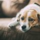 What Are The Best CBD Oils For Dogs in 2019?