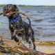 Buddy the Labrador Retriever