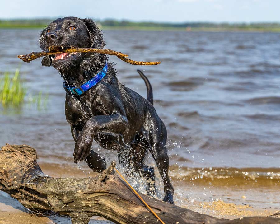 Buddy the Labrador Retriever