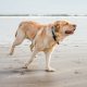 What You Need to Know About Having a Senior Lab