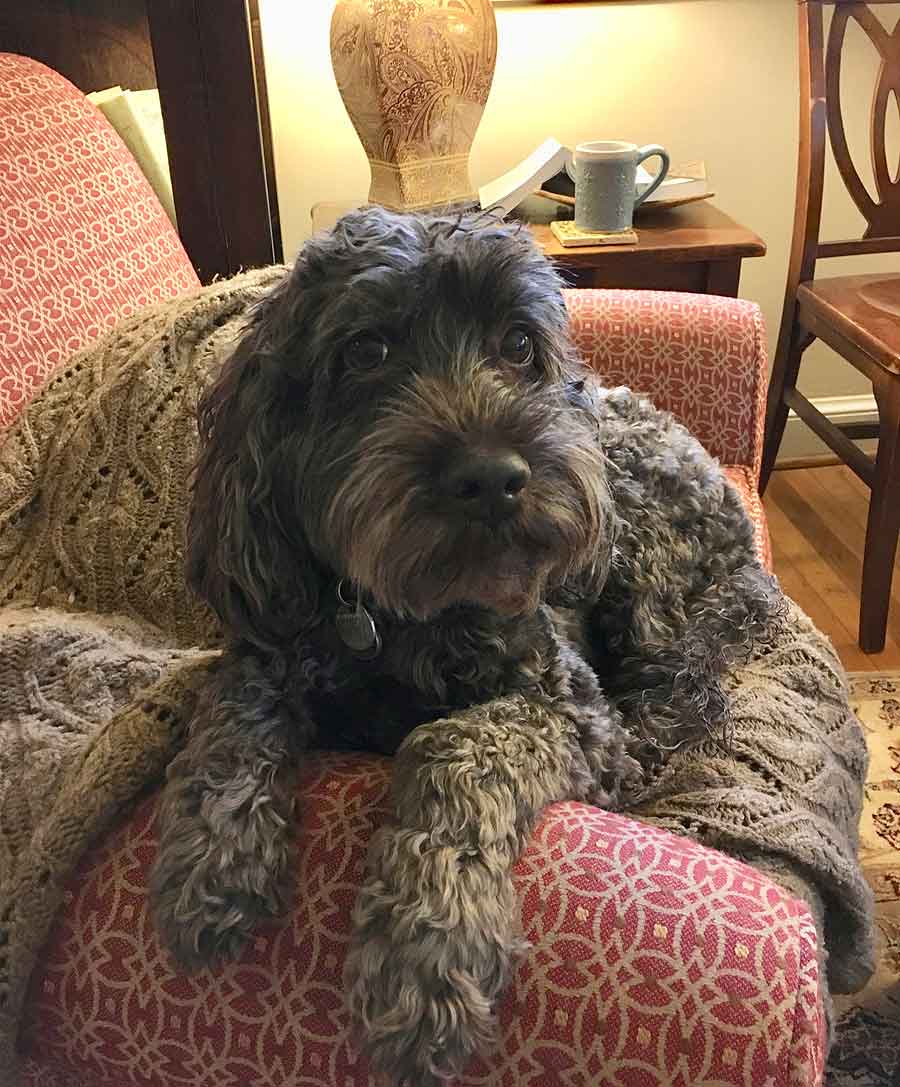 Famous the Cocker Spaniel, Poodle Mix