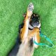 Juno the German Shepherd Mix