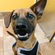 Norman the Jack Russell Terrier, Dachshund Mix